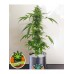 IGROWCAN - Fat Banana Auto